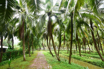 Fototapeta premium A coconut plantation that looks clean and tidy in Ratchaburi, Thailand.