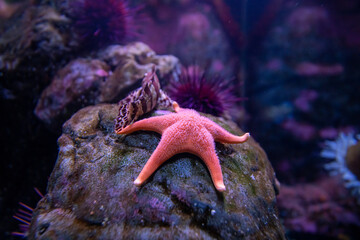 Pink starfish underwater in Seattle aquarium. Underwater sea water environment.