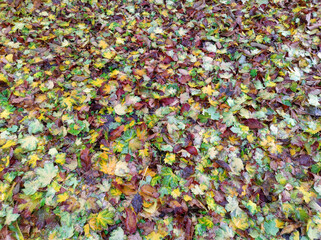 colorful wet autumn leaves lying on the ground in the park
