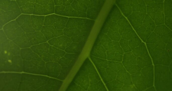Extreme Close Up Pan Left of a Green Leaf