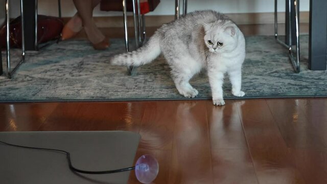 Chinchilla Persian Domestic Cat with Green Eyes playing with your bee