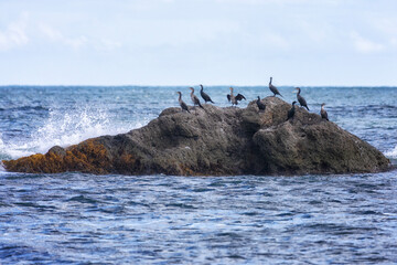A flock of Japanese cormorants on a rock. South Kuriles