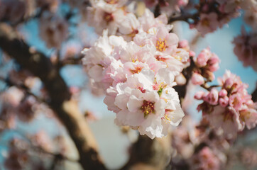 Flores de almendro