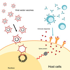 Fototapeta premium The pathway of viral vector vaccine s that induce antibodies production or immune response in human body