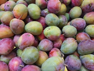 Tommy Atkins mango in a supermarket, organic (Mangifera indica) is a species of plant in the...