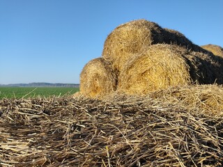 Rolls of straw in a rural field after harvesting rye. Preparation of animal feed. Autumn landscape of haystacks. Agriculture in Belarus.
