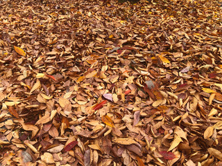 公園、落ち葉の絨毯