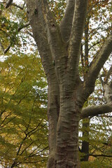 Trees and their shapes