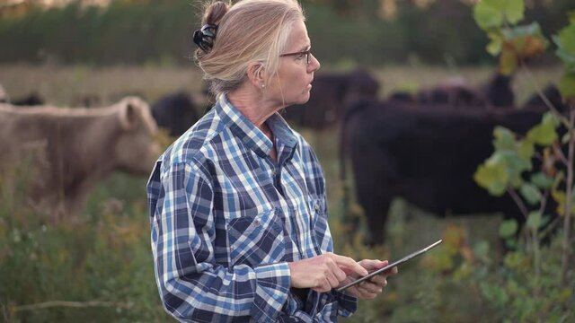 Mature woman veterinarian works on tablet computer surveying grass fed cows in a field.