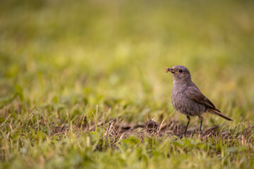 Black redstart (Phoenicurus ochruros) in a lovely garden