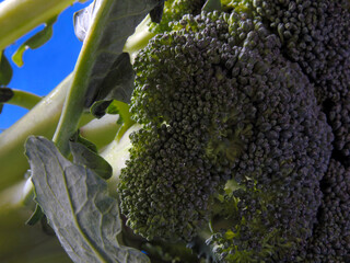 fresh broccoli, vegetables for all kinds of food