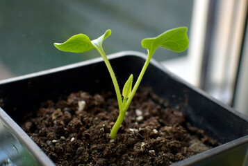 Flower sprout in a plastic container close-up. Growing plants through seedlings. A small green sprout with two leaves on a windowsill in early spring.