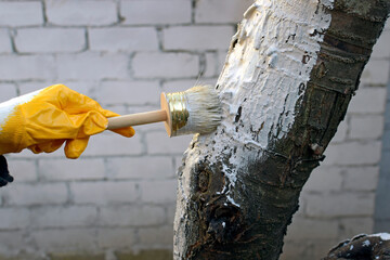 Whitewashing trees in autumn close-up. A girl in gloves paints a tree trunk with a brush. Care of the garden. Hand with a brush paints a tree to protect it from harmful insects.