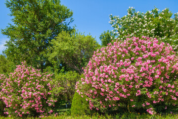 Fototapeta na wymiar Lush flowering bushes of Oleander (another name for Nerium). Shot in the park of the architectural complex Al-Hakim At Termezi in the city of Termez, Uzbekistan
