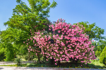 Lush flowering pink bushes of Oleander (another name for Nerium). Shot in the park of the historic...
