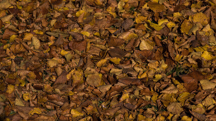 Herbstlaub