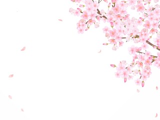 美しく華やかな満開の桜の花と花びら舞い散る春のフレームベクター素材イラスト
