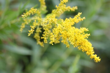 セイタカアワダチソウ