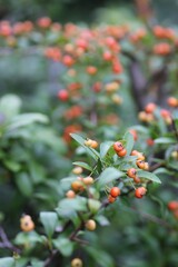 ピラカンサの実