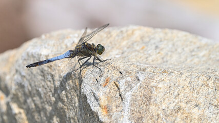 Libellula grande blu posata sulla roccia