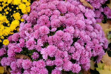 Pink chrysanthemums blooming on a flowerbed in a park close-up. Chrysanthemum bushes in a city park. Beautiful bright autumn flowers for the design of flower beds, balconies and arbors.