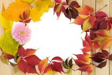 Autumn frame of leaves and flower on a white sheet of paper. Autumn theme mockup. Red leaves on a background of wooden boards top view.