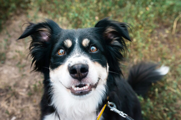 Portrait of an amazing healthy and happy black and white border collie outdoors. Selective focus.