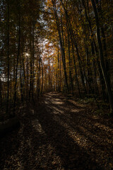 Wanderweg durch den Wald