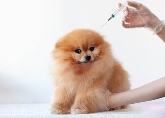 A hand in a medical glove holds a syringe over the head of a small orange-colored pomeranian dog