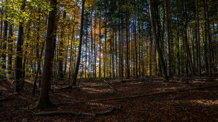 Blick in den Herbst Wald