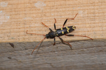Neoclytus yellow striped insect photo