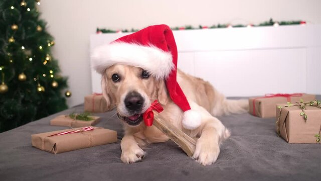 A dog wearing a santa claus hat holds his gift bone near the christmas tree with presents for christmas. Christmas card with a pet. The Golden Retriever sits in a cozy, festive atmosphere.