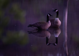 Two Canadian Geese with reflection on lake with purple light