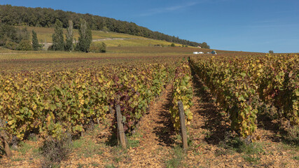Fototapeta na wymiar The autumn vinyards with marl and sand soil