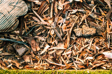 Top view of fresh and green grass with autumn leaves. Nature background with copy space.