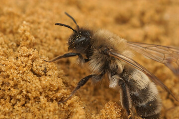 Closeup on a female  Nycthemeral miner, Andrena nycthemera