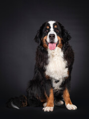 Majestic Berner Sennen dog, sitting up facing front. Looking towards camera. Isolated on a black background. Mouth open, pink tongue out.