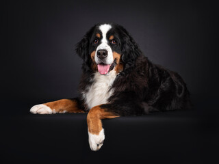 Majestic Berner Sennen dog, laying down side ways with paw hanging over edge. Looking towards camera. Isolated on a black background. Mouth open, pink tongue out.