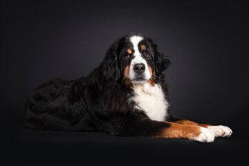 Majestic Berner Sennen dog, laying down side ways. Looking towards camera. Isolated on a black background. Mouth closed.
