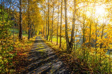 Fototapeta na wymiar Narrow rural asphalt road in autumn time
