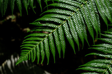 Shining green fern leaves on black background