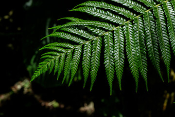 Fototapeta na wymiar Shining green fern leaves on black background
