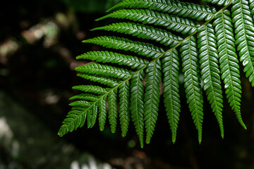 A shiny green fern leaf