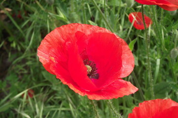 Beautiful flower in the garden for good colorful floral background