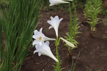 Obraz premium 初夏の公園に咲くテッポウユリの白い花