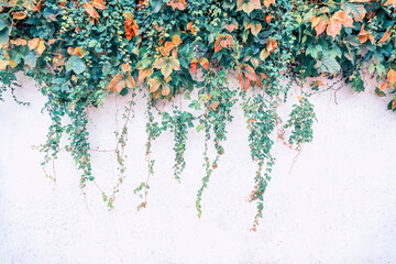 Ivy twig with small green leaves isolated on white wall