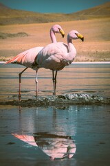 Regarder dans la même direction