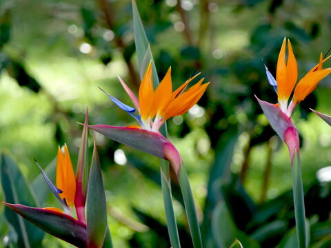 Bl&uuml;te der Strelitzie