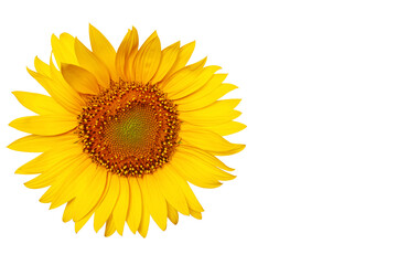 Fototapeta premium sunflower isolated on white background