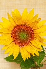 Beautiful sunflowers on color background. Flowers in a beautiful bouquet